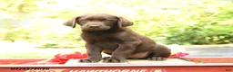 Labrador Retriever dogs for sale: Blossom - Ad 2