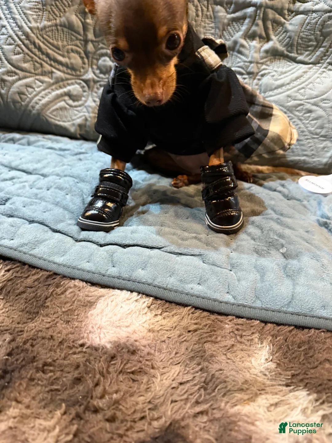 Chihuahua dogs for sale: Chihuahua fm teacup! - Ad 1