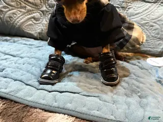 Chihuahua dogs Chihuahua fm teacup! - Ad 30