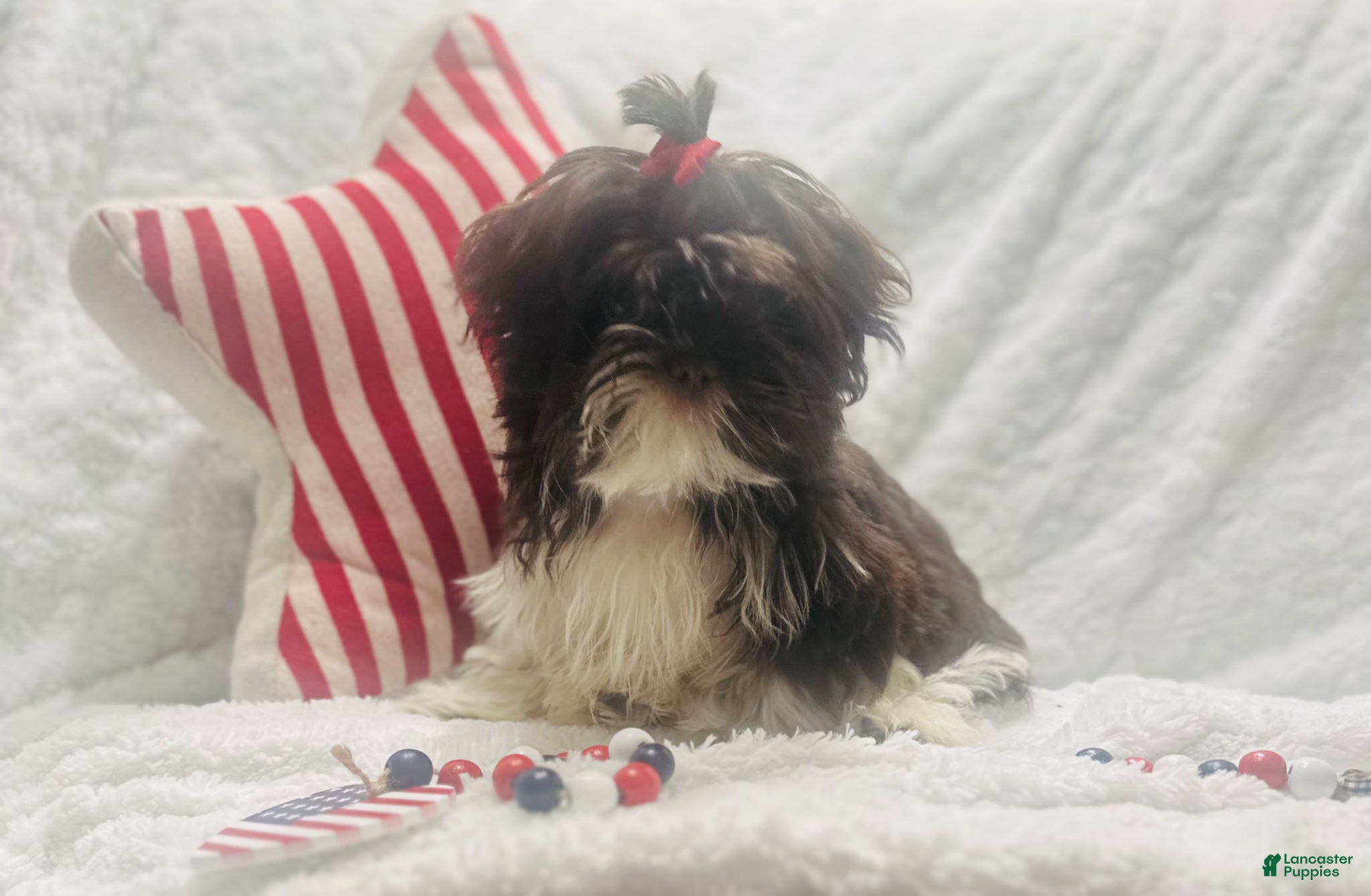 Teddy Bear dogs Teddy Bear Puppy female - Ad 36