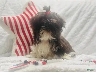 Teddy Bear dogs Teddy Bear Puppy female - Ad 36