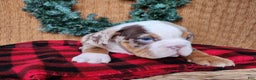 English Bulldog dogs for sale: Frisco - Ad 22