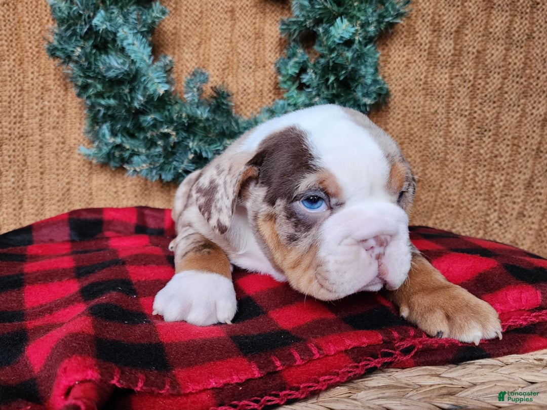 English Bulldog dogs for sale: Frisco - Ad 22