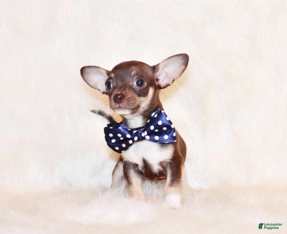 Chihuahua dogs Remus - Ad 21