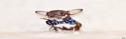 Chihuahua dogs for sale: Remus - Ad 1