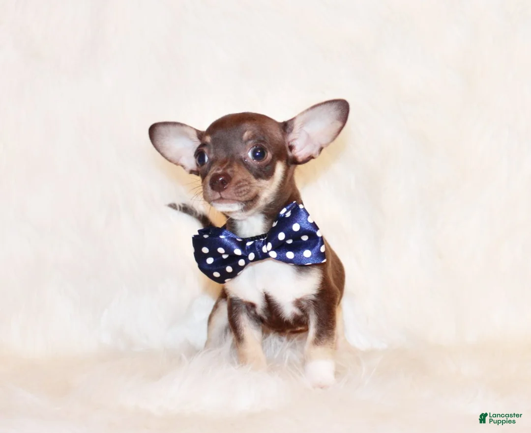 Chihuahua dogs for sale: Remus - Ad 1