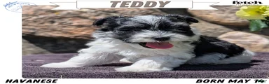 Teddy