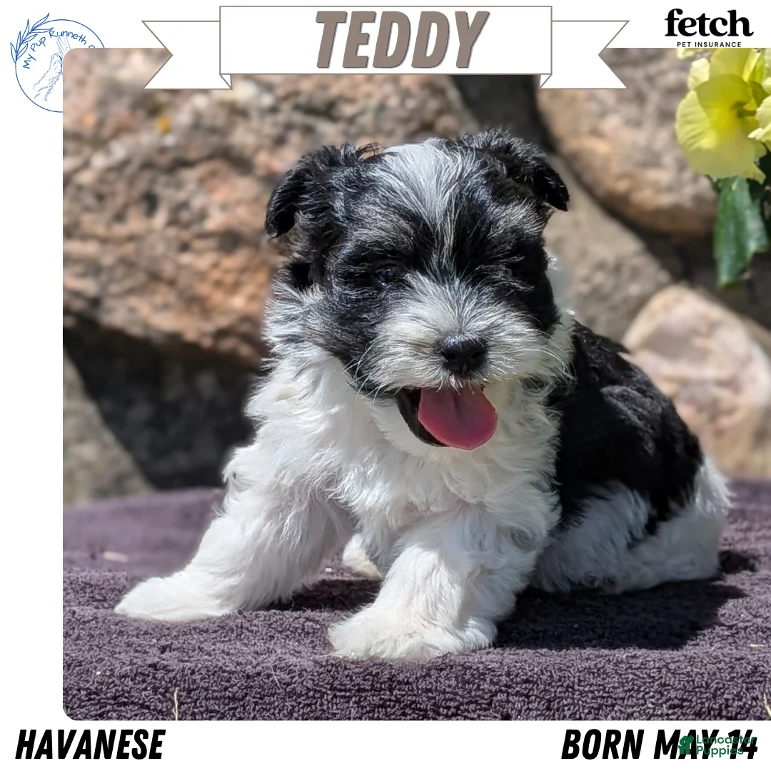 Havanese dogs for sale: Teddy - Ad 1