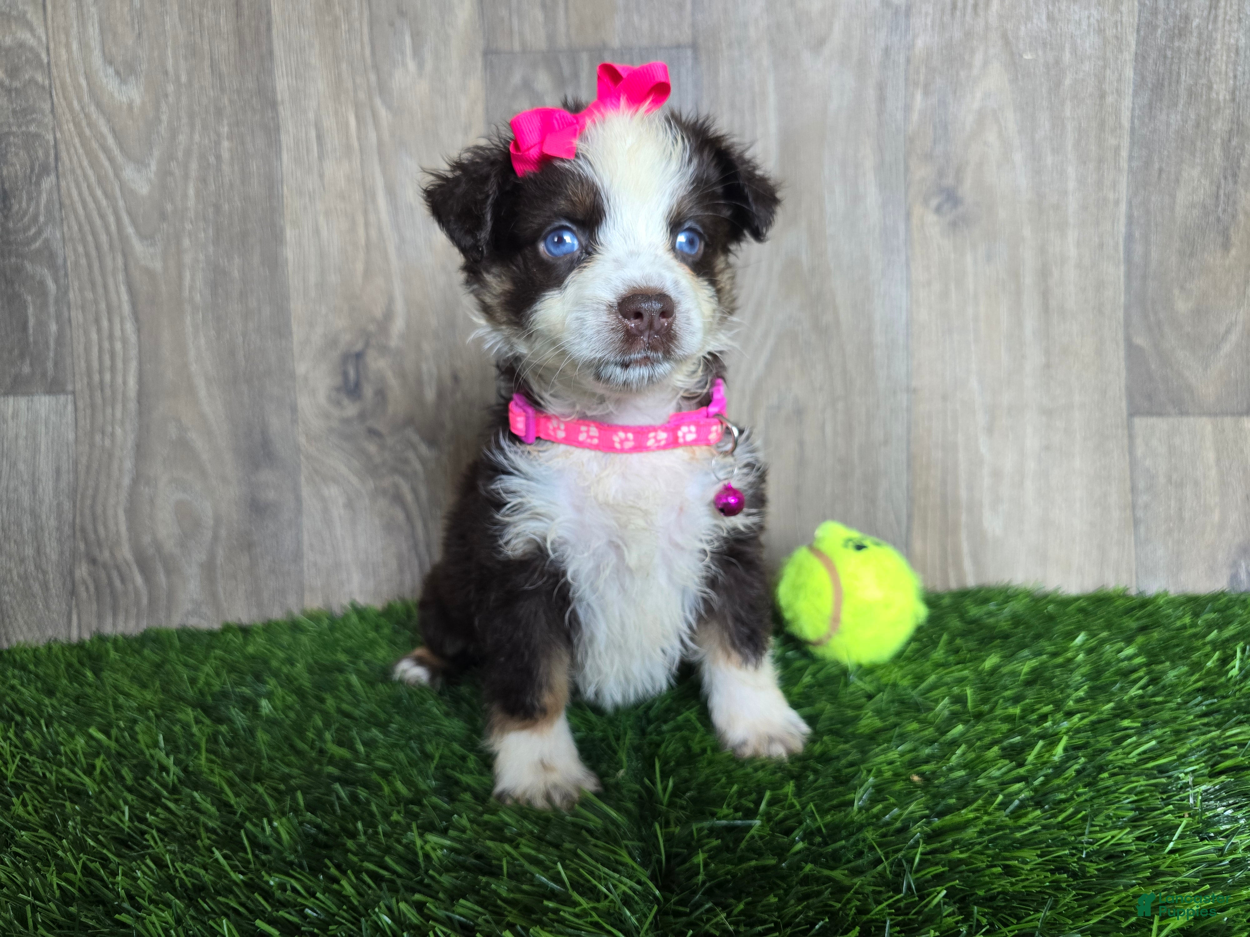 Toy Australian Shepherd dogs Girl - Ad 1