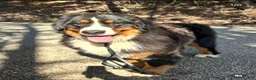 Bernese Mountain Dog dogs for sale: Bernese Mountain Dog 1 - Ad 2