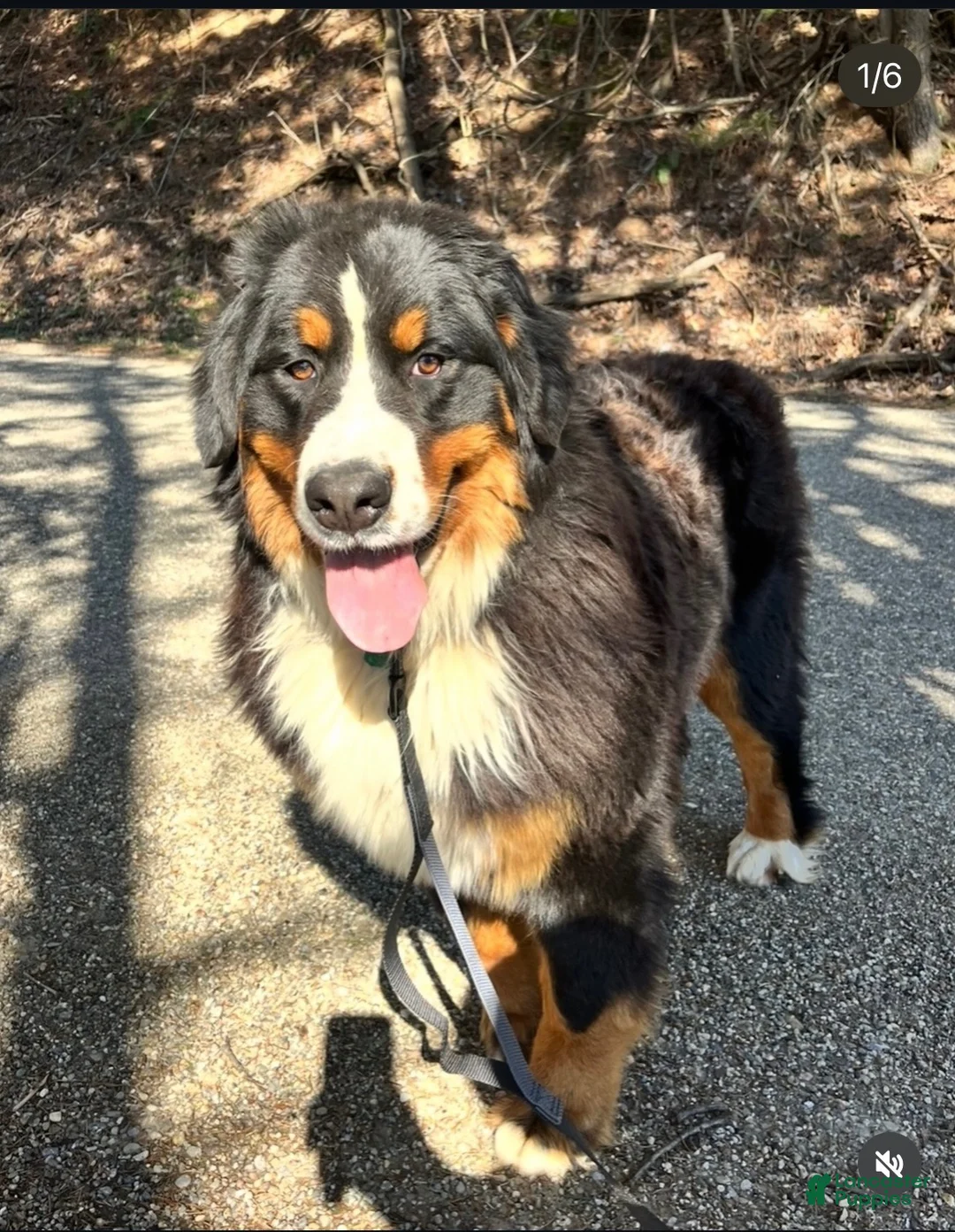 Bernese Mountain Dog dogs for sale: Bernese Mountain Dog 1 - Ad 2