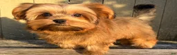 Shorkie dogs for sale: 💙IN BOSTON MASSACHUSETTS AREA💙ADORABLE SHORKIE BOY💙WILL BE SMALL💙 - Ad 1
