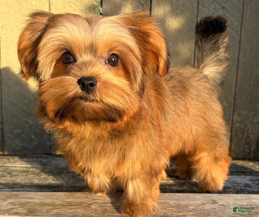 Shorkie dogs for sale: 💙IN BOSTON MASSACHUSETTS AREA💙ADORABLE SHORKIE BOY💙WILL BE SMALL💙 - Ad 1