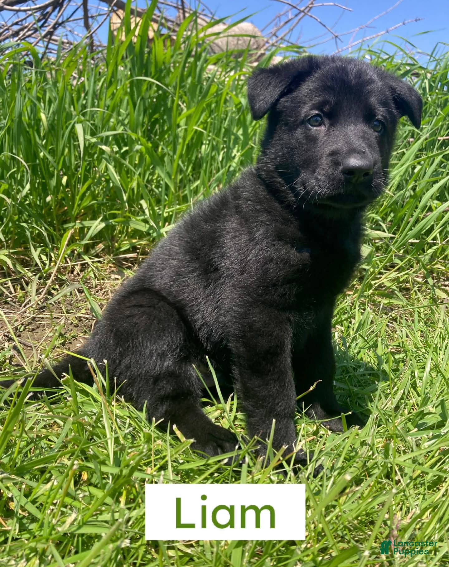 German Shepherd dogs German Shepherd (Liam) - Ad 28