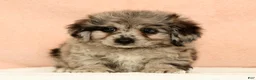 Mini Aussiedoodle dogs for sale: Moose - Ad 4