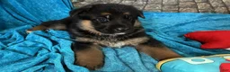 German Shepherd dogs for sale: Betty - Ad 6
