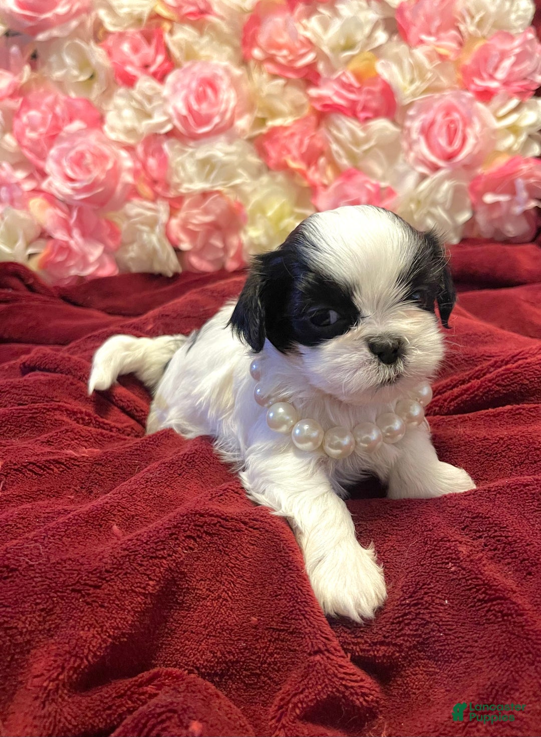 Shih Tzu dogs for sale: Judy - Ad 4