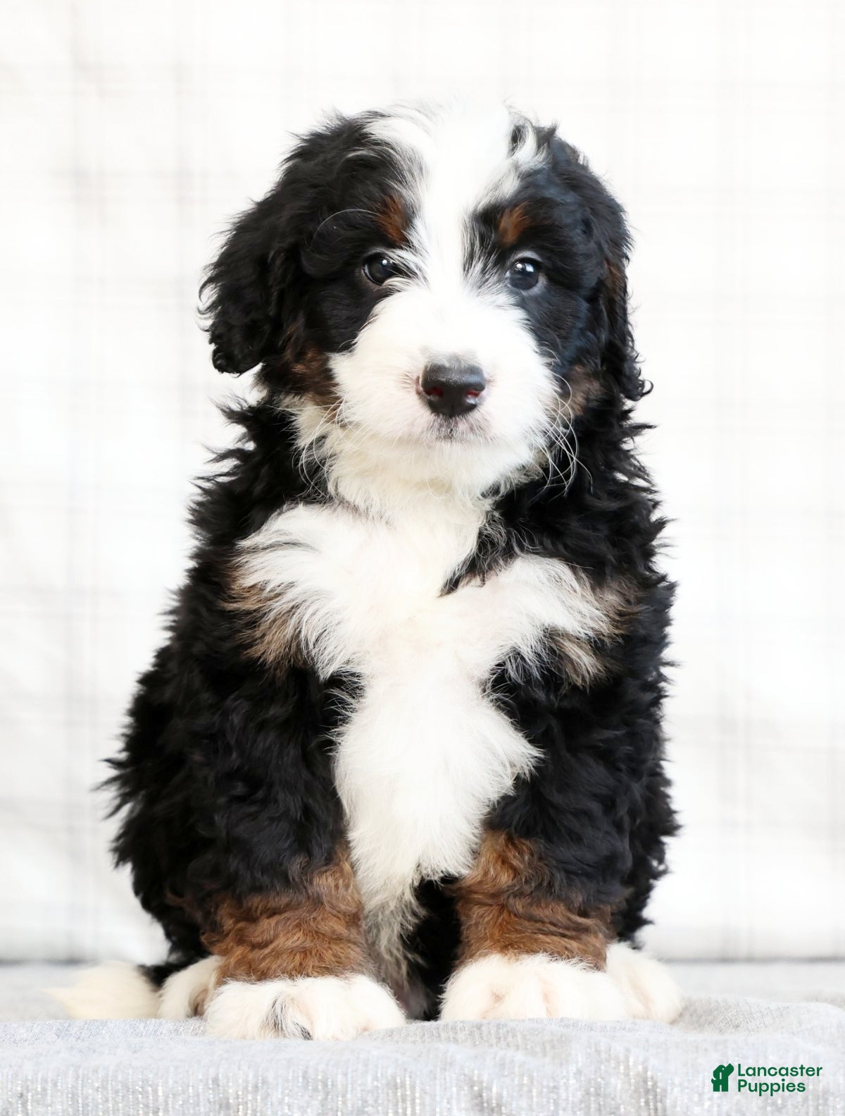 Mini Bernedoodle dogs Koah - Ad 2