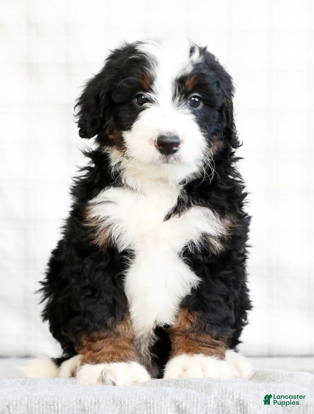 Mini Bernedoodle dogs for sale: Koah - Ad 2