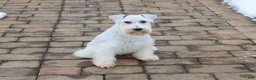 Miniature Schnauzer dogs for sale: Alex - Ad 10