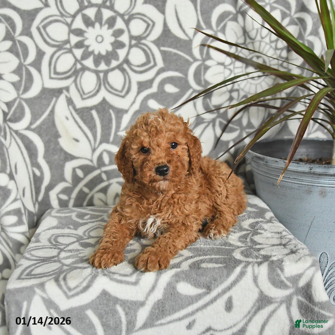 Mini Goldendoodle dogs for sale: Rex - Ad 4