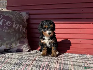 Mini Bernedoodle dogs Olive - Ad 30