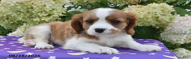 Barry