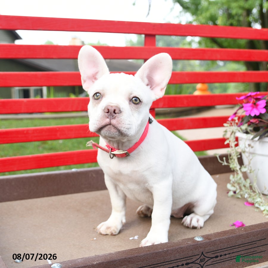 French Bulldog dogs Lulu - Ad 1