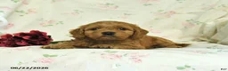 Cockapoo dogs for sale: Cindy - Ad 3