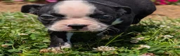 Boston Terrier dogs for sale: Hershey - Ad 4