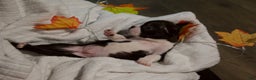 Boston Terrier dogs for sale: Rush - Ad 2