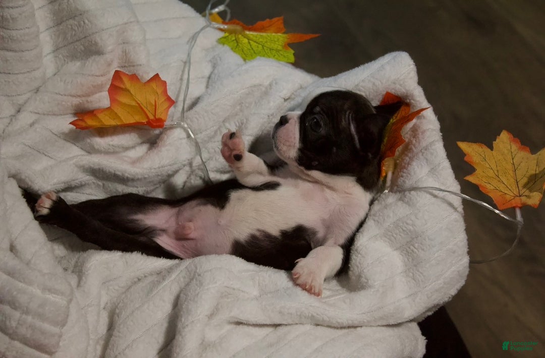 Boston Terrier dogs for sale: Rush - Ad 2