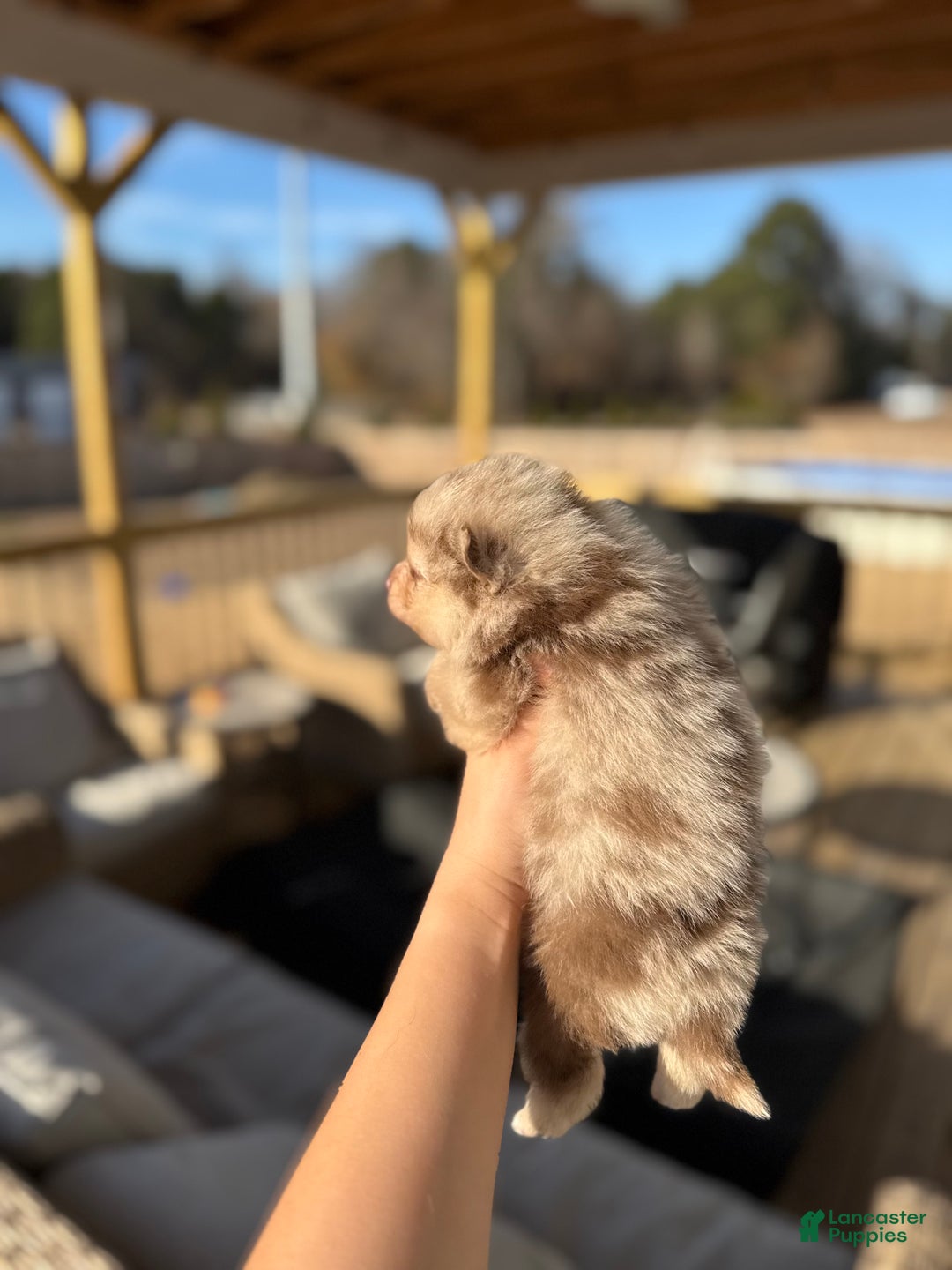 Mixed Breed dogs for sale: Nakoa - Ad 3