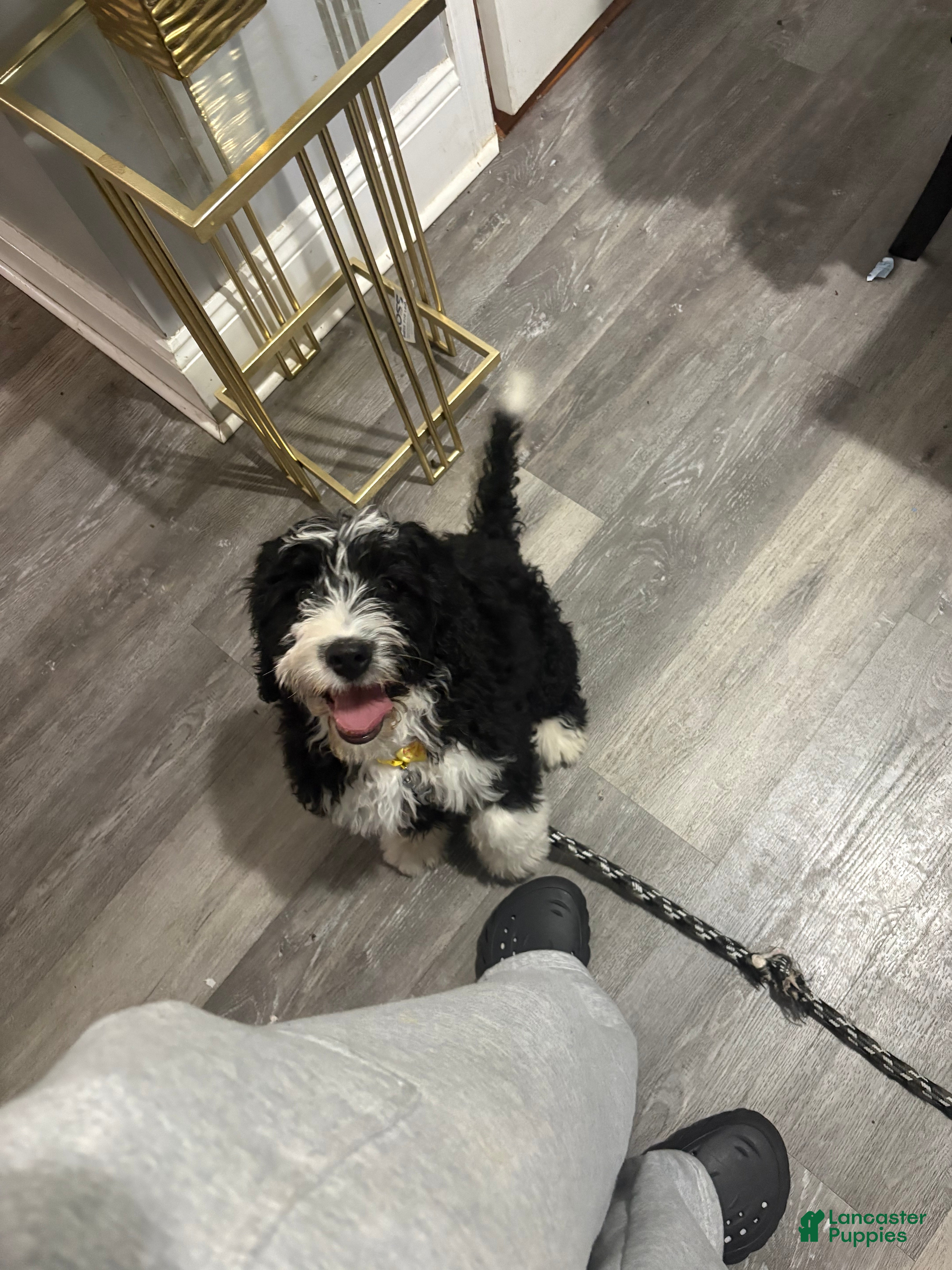 Bernedoodle dogs Damon - Ad 32