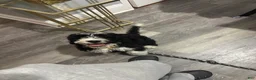 Bernedoodle dogs for sale: Damon - Ad 1