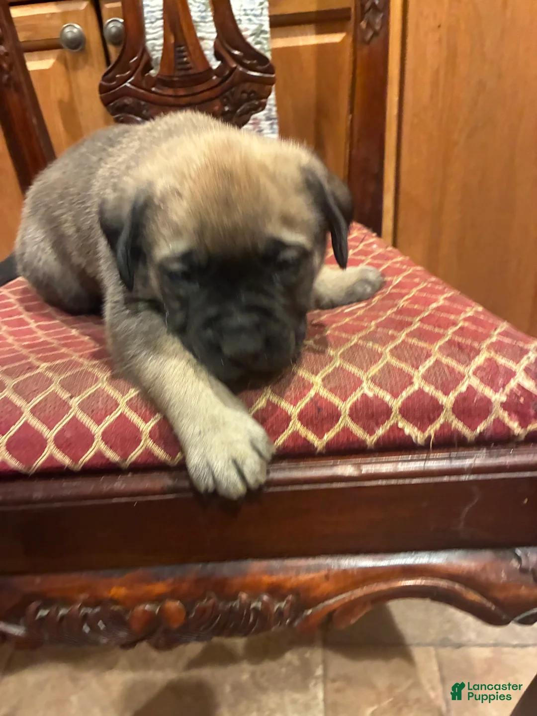 English Mastiff dogs for sale: English Mastiff Puppy 4 - Ad 6