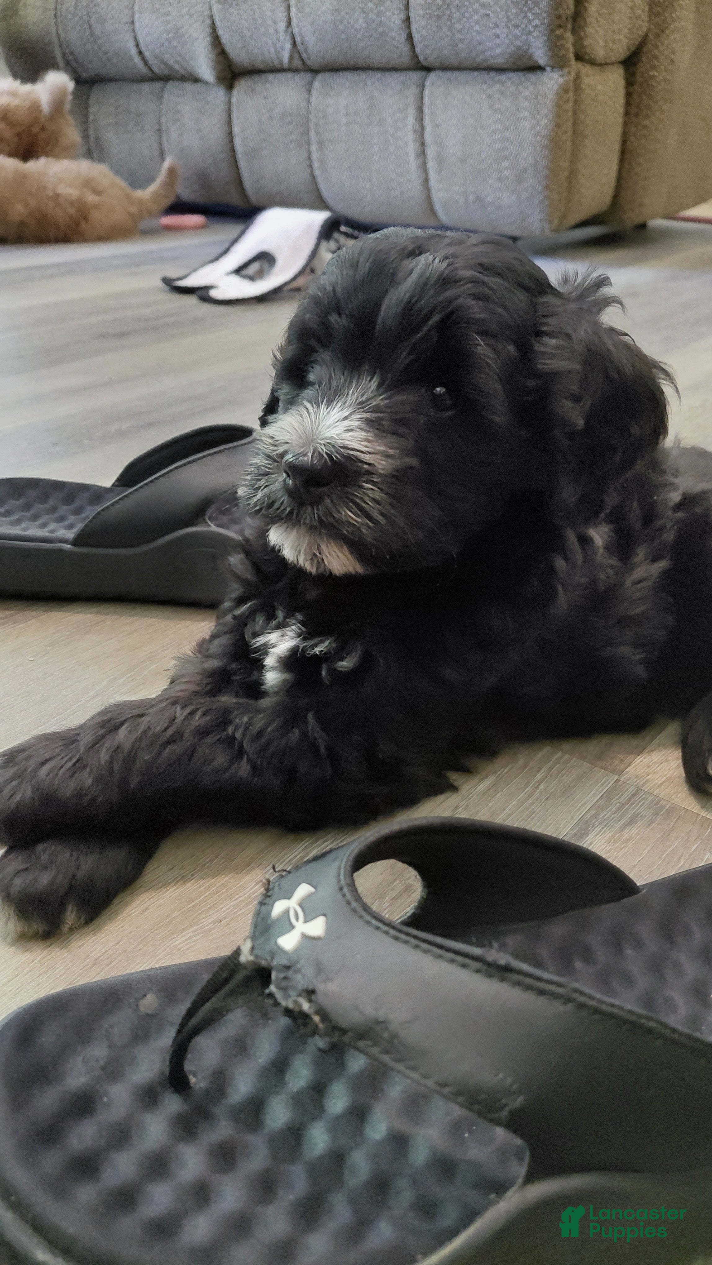 Mini Goldendoodle dogs Mountain Goldendoodle - Bella - Ad 1