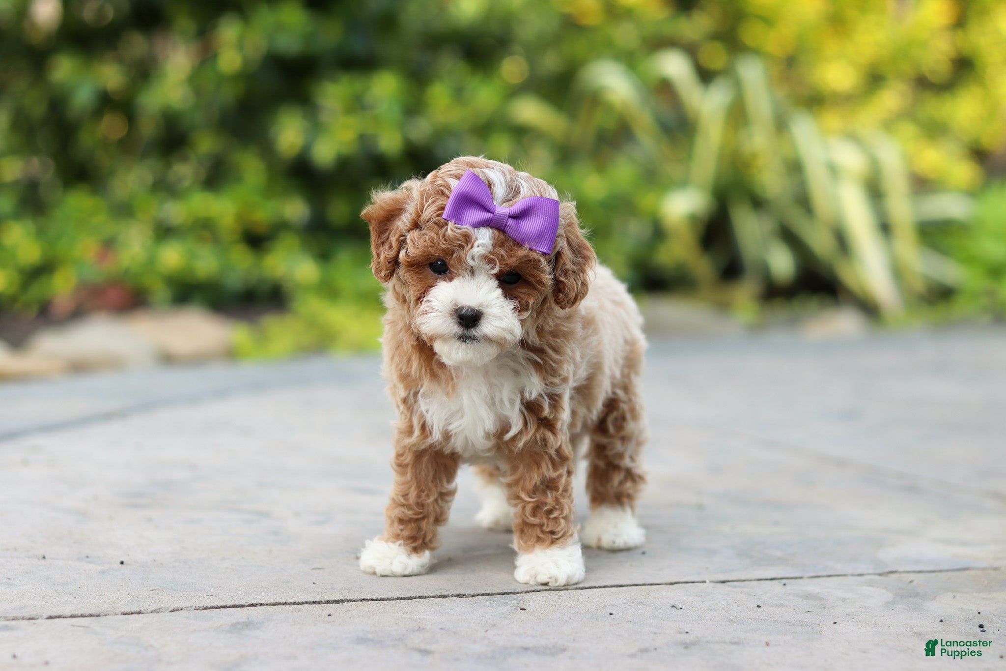Cavapoo dogs Bella Rae - Ad 2