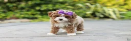 Cavapoo dogs for sale: Bella Rae - Ad 2
