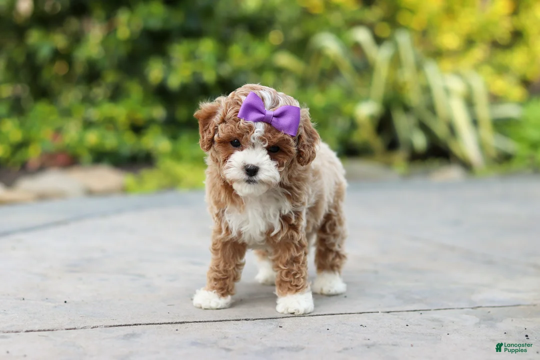 Cavapoo dogs for sale: Bella Rae - Ad 2