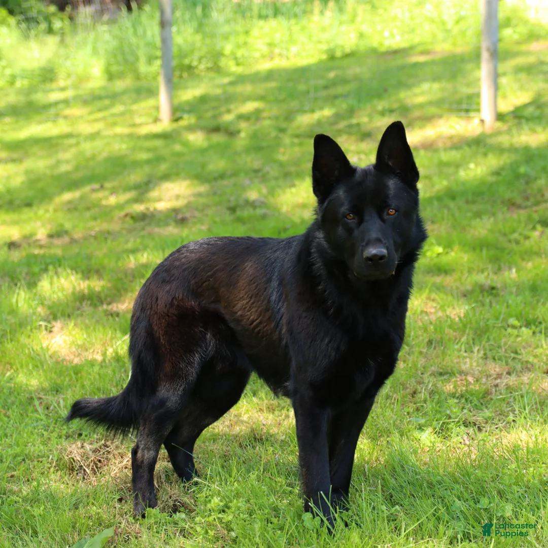 German Shepherd dogs for sale: Jade - Ad 4