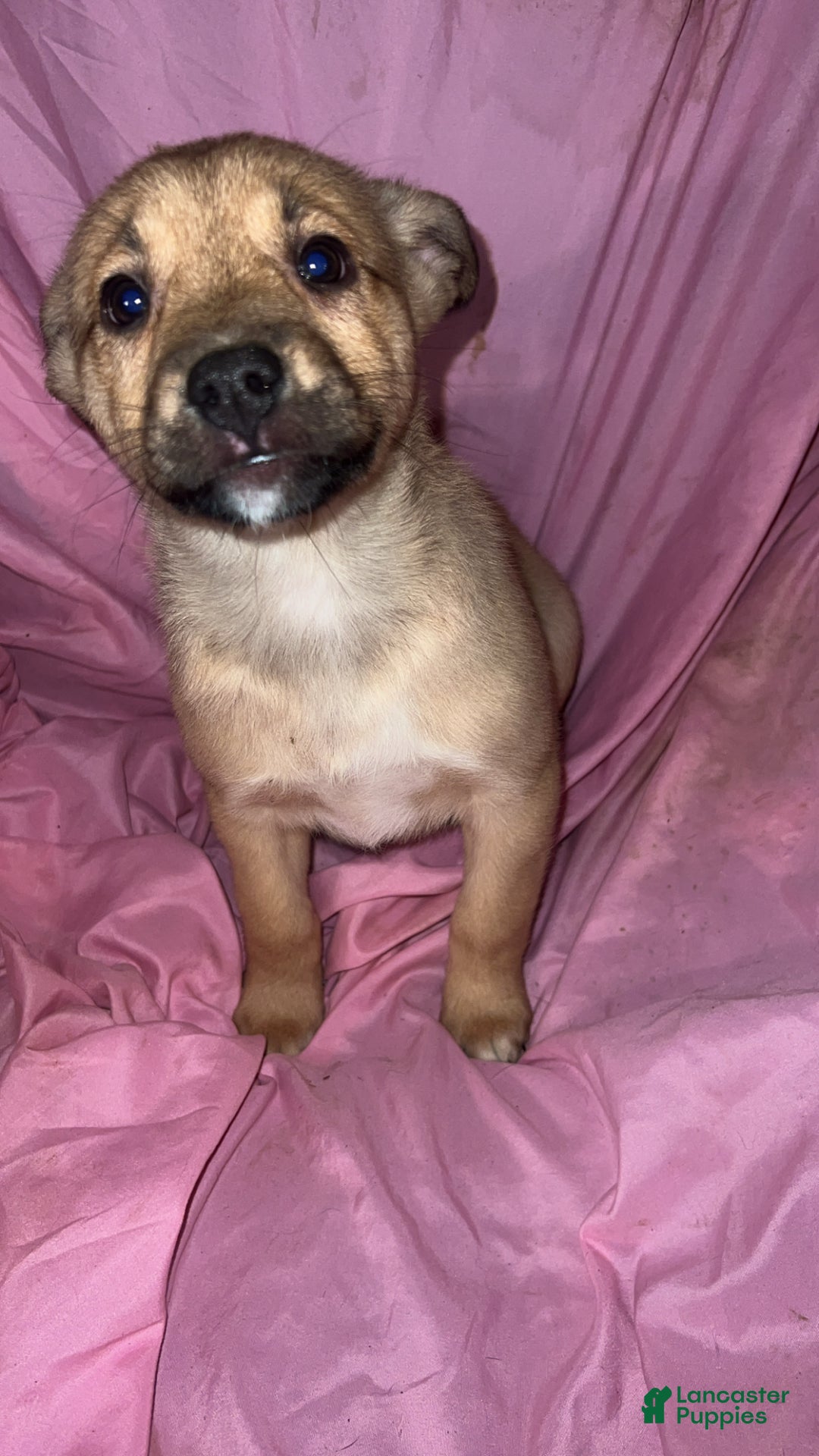 Mixed Breed dogs for sale: Girl 2 - Ad 6