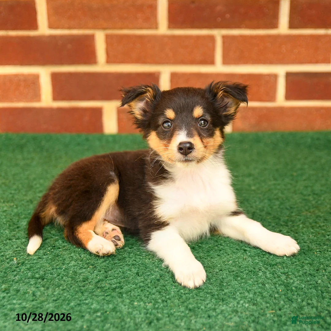 Shetland Sheepdog dogs for sale: Trinket - Ad 3