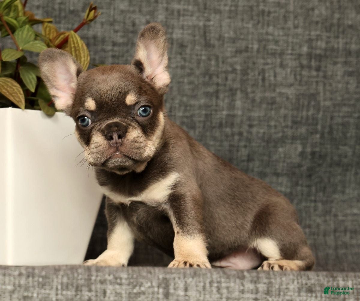 French Bulldog dogs for sale: Lenny - Ad 8