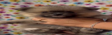 Pomeranian 1