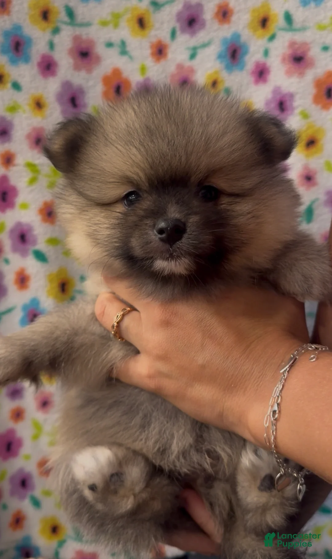 Pomeranian dogs for sale: Pomeranian 1 - Ad 1