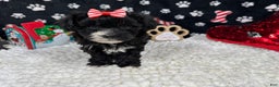 Morkie dogs for sale: Morkie Puppy 2 - Ad 3