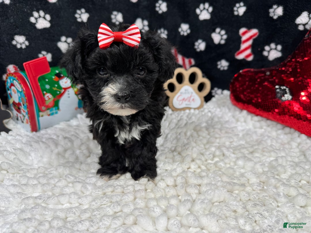 Morkie dogs for sale: Morkie Puppy 2 - Ad 3