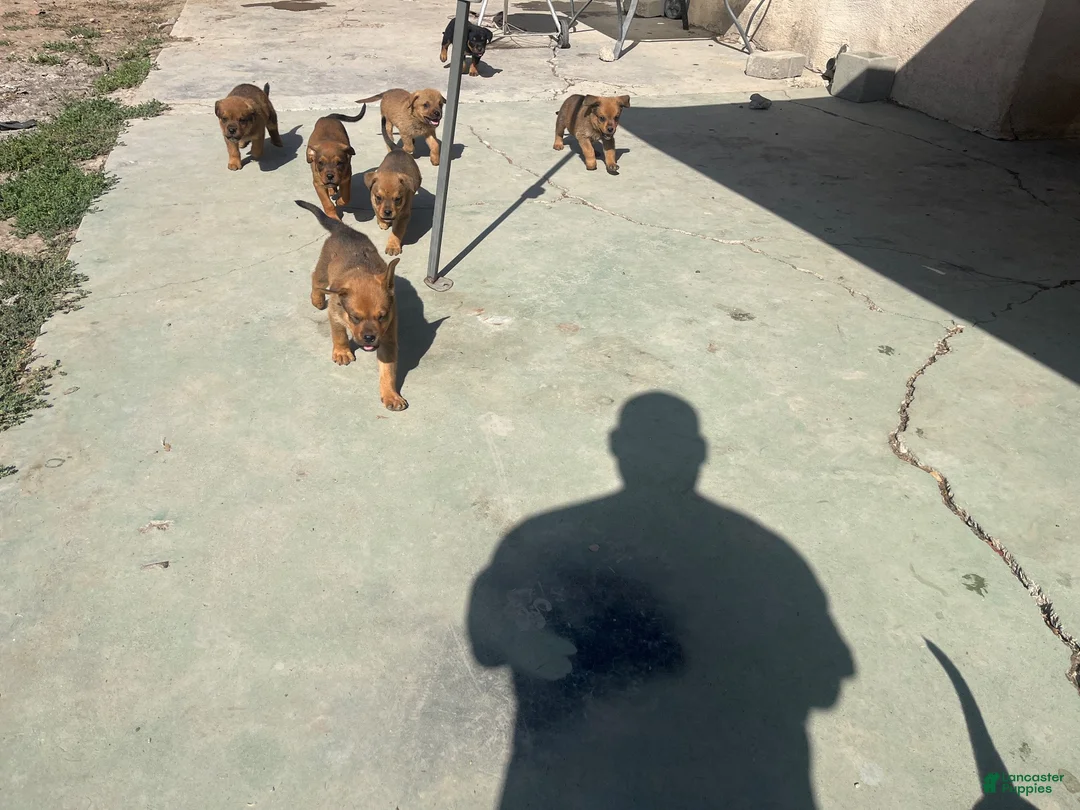 Mixed Breed dogs for sale: Mixed Breed 5 - Ad 1