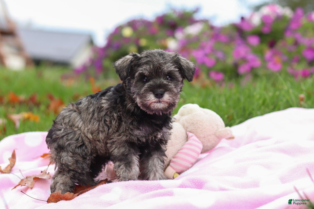 Miniature Schnauzer dogs for sale: Charity - Ad 4
